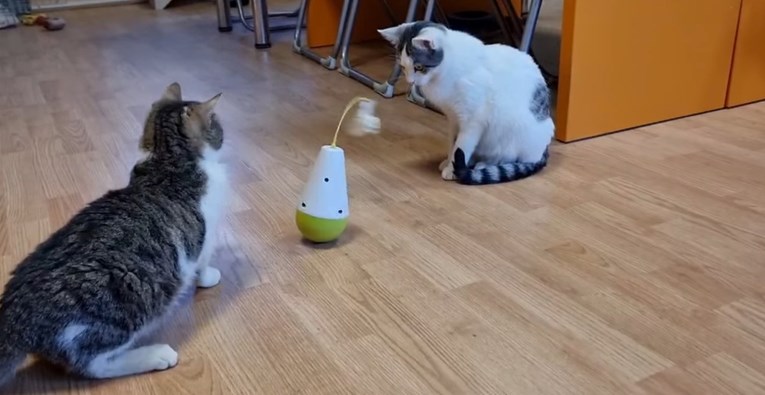 VIDEO Pogledajte kako se zabavljaju simpatične mace, stanovnice Dumovca