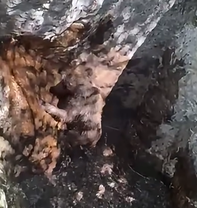 VIDEO Lovci izvukli medvjedića iz jame kod Mostara