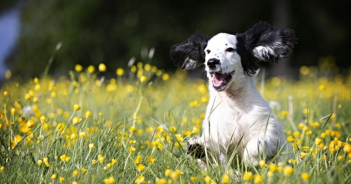 Šest znakova da je vaš pas sretan