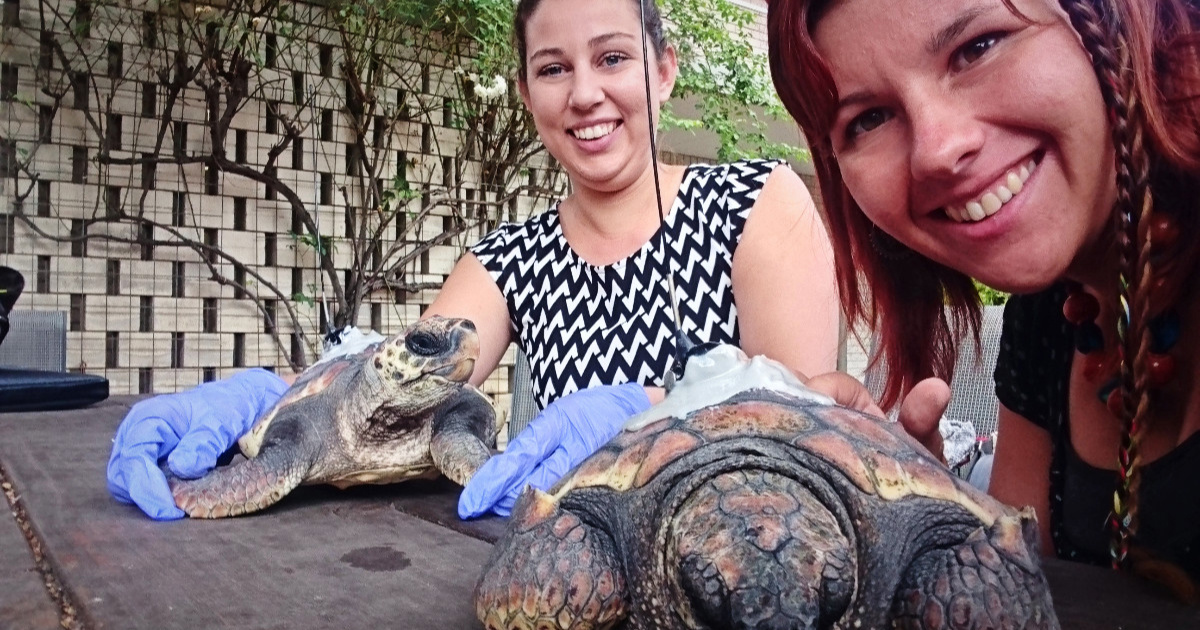 Hrvatski znanstvenici razvili model koji predviđa budućnost najveće morske kornjače