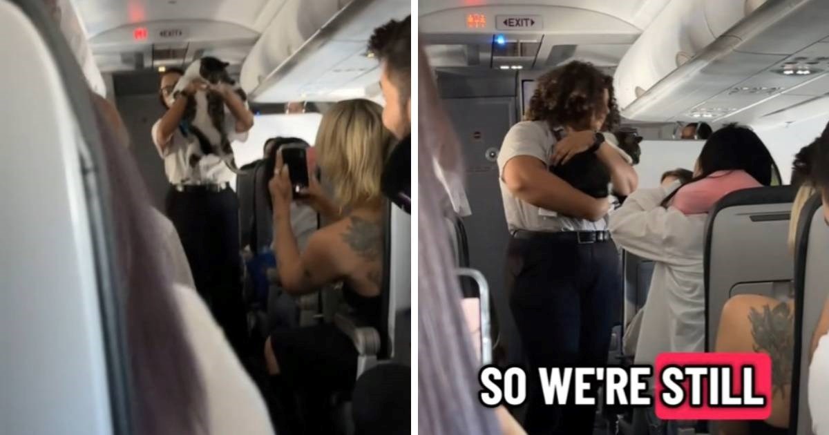 Kaos na 10.000 metara: Mačka lutala avionom, vlasnik prespavao cijelu dramu