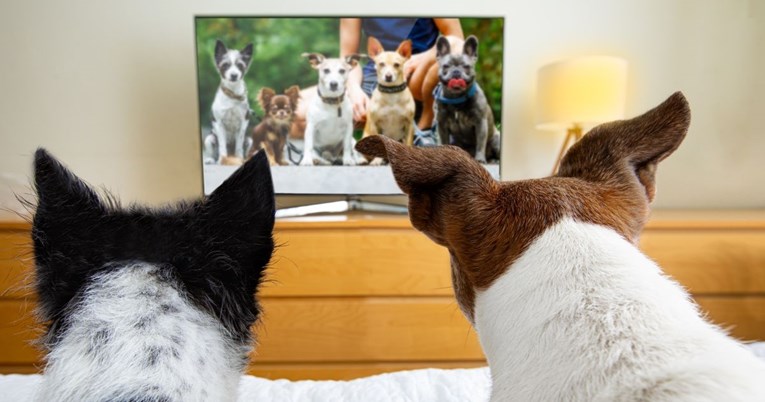 Jedna web stranica nudi 6000 kuna za gledanje filmova o psima