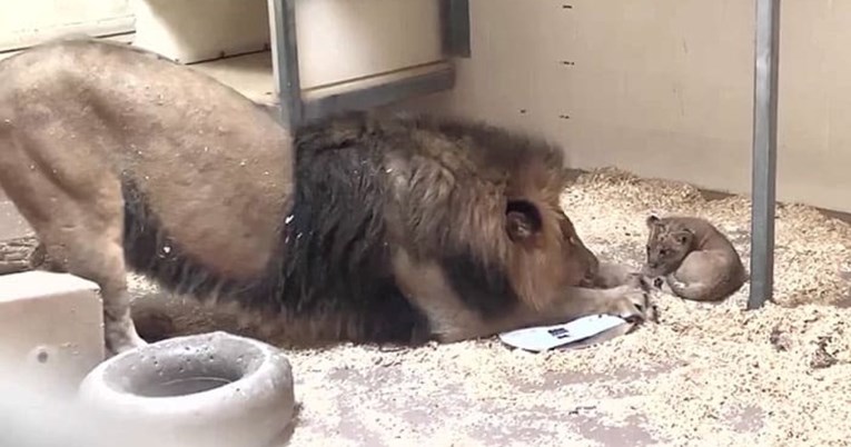 VIDEO Tata lav se prvi put susreo sa svojim mladunčetom, prizor je presladak