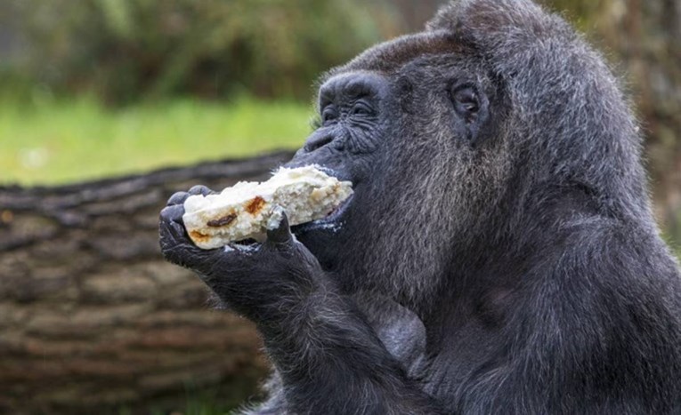 Muškarac koji je ubio popularnu ugandsku gorilu dobio 11 godina zatvora