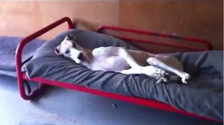 Ovaj pas razumije koliko vam je teško ustati ujutro