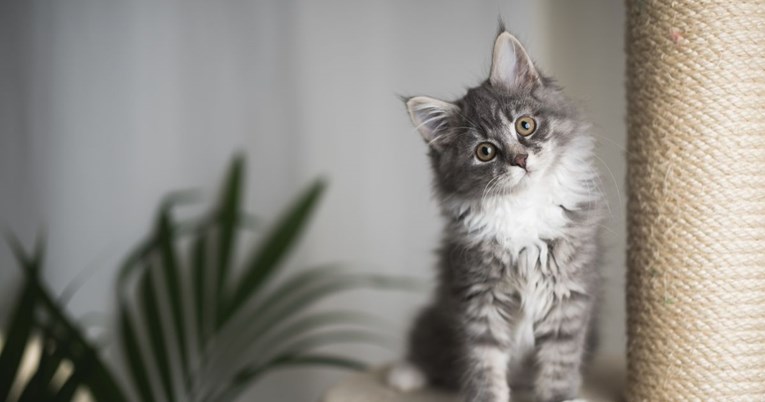 Znanstvenici tvrde: Vaša mačka vas ne mrzi, možda samo ne želi da ju mazite