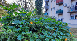 Ne raste samo trava u Zagrebu: U parku u Prečkom izrastao grm tikvica