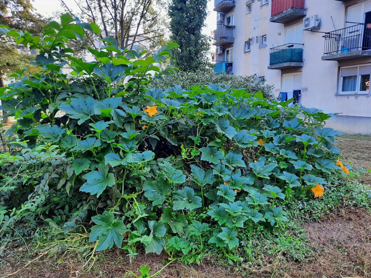 Ne raste samo trava u Zagrebu: U parku u Prečkom izrastao grm tikvica