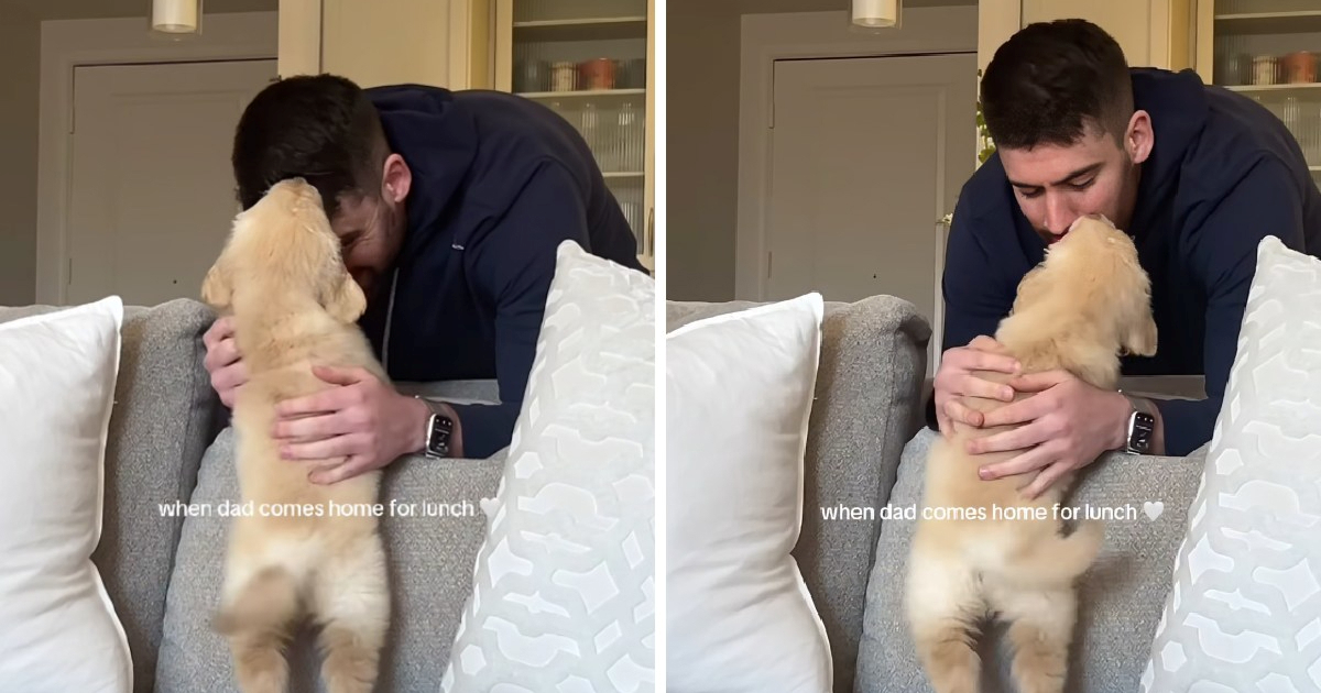 Dirljiva reakcija zlatne retriverice na povratak vlasnika postala hit