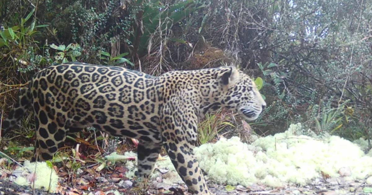 Rijetki "oblačasti leopard" snimljen u Hondurasu nakon deset godina