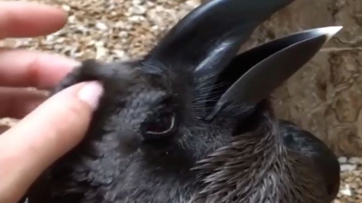 Čudna snimka posvađala je internet: Znate li vi koja je ovo životinja?