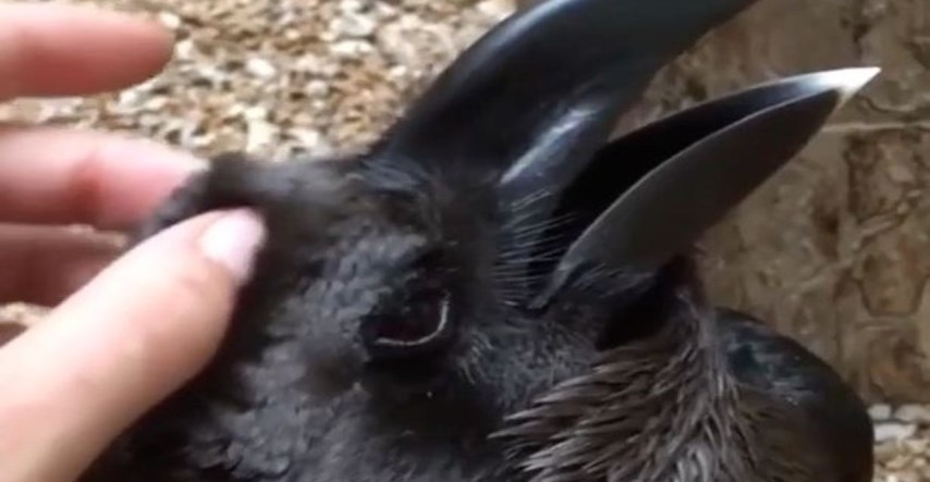 Čudna snimka posvađala je internet: Znate li vi koja je ovo životinja?