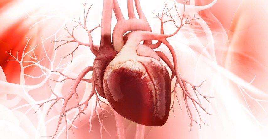Aorta priznata kao zaseban ljudski organ
