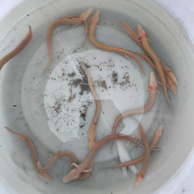 VIDEO Poplave u Dalmaciji izbacile čovječje ribice. Neke su spašene, idu u Zagreb