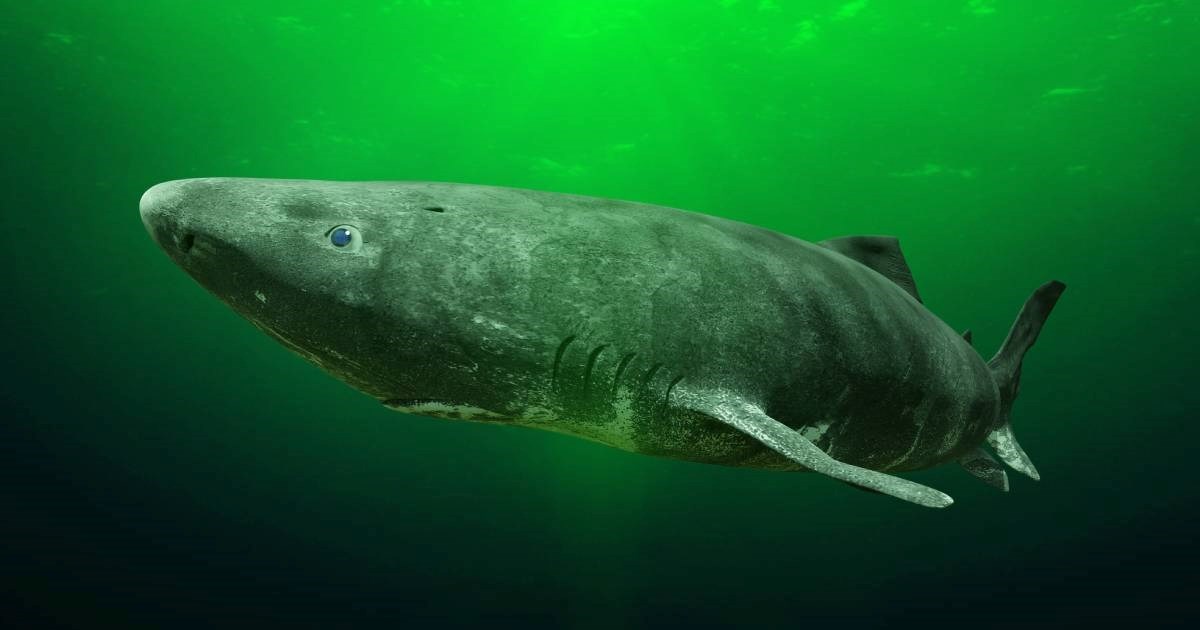 Morski psi koji žive na Arktiku nađeni na Karibima