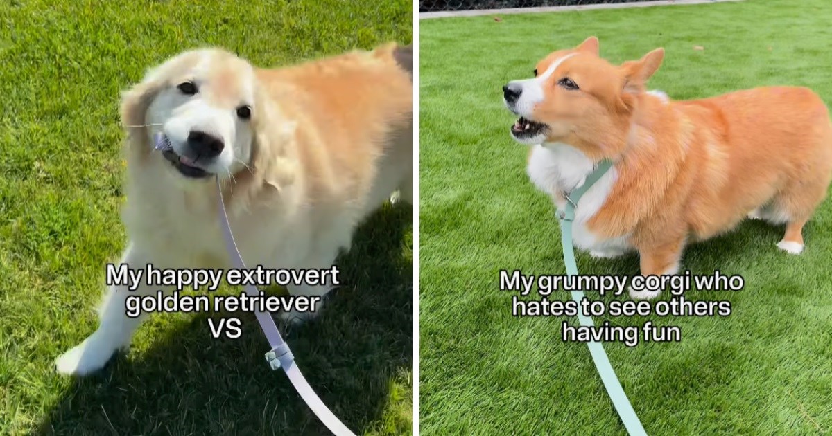 Žena podijelila video koji savršeno pokazuje razliku između njezina dva psa