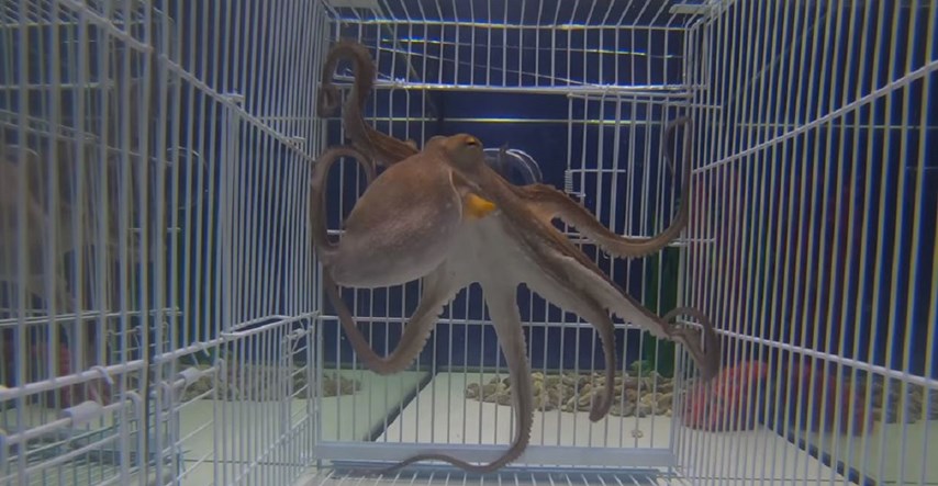 Napravili escape room za hobotnicu pa ih iznenadilo koliko je brzo pobjegla