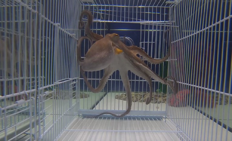 Napravili escape room za hobotnicu pa ih iznenadilo koliko je brzo pobjegla