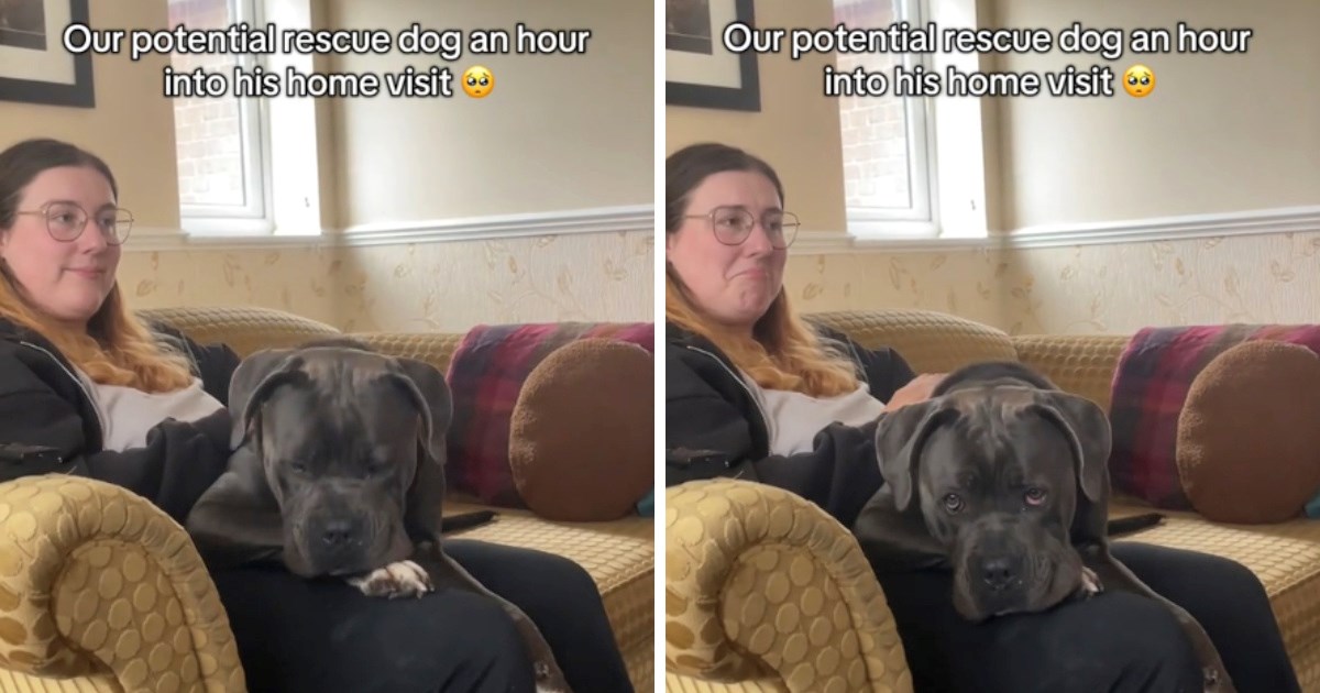 Potez psa iz azila samo sat vremena nakon dolaska u novi dom topi srca