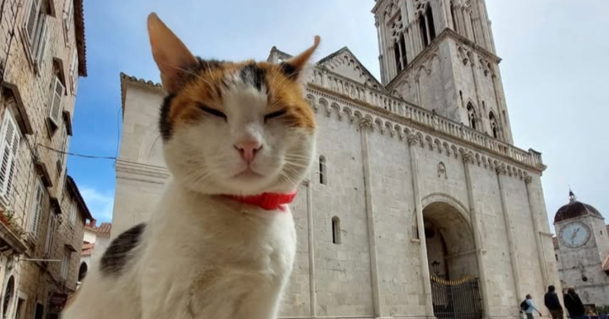 Nestala je Cici, znali su je svi Trogirani: "Nije bila samo ulična mačka"