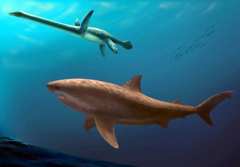 Otkriven divovski morski pas, živio prije 115 milijuna godina