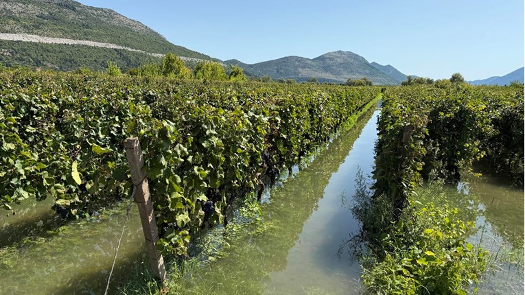 Poplavljena polja vinove loze u Vrgorcu