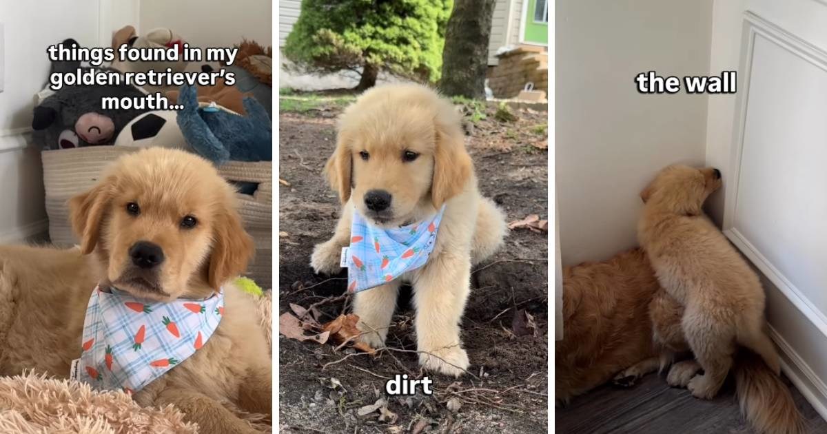 Vlasnik pokazao štenca koji gricka sve pred sobom jer mu rastu zubi, video je hit 😂