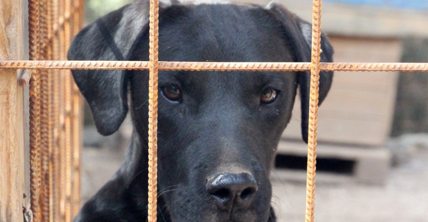 70 pasa je i dalje gladno, a Anica ima zabranu preuzimanja novih pasa dok ne izgradi sklonište