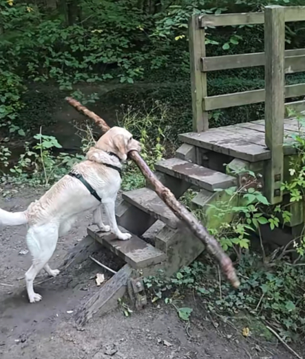 Labrador zapeo s golemom granom na mostu, pogledajte kako je riješio problem