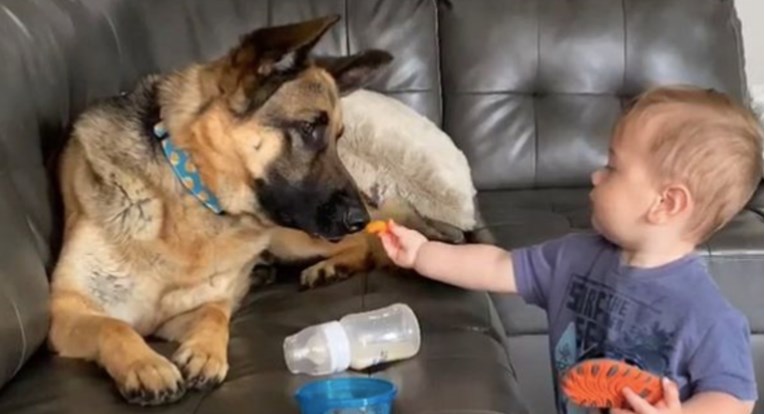 Dječak je psu ponudio poslasticu, ono što se dogodilo poslije osvojilo je mnoga srca
