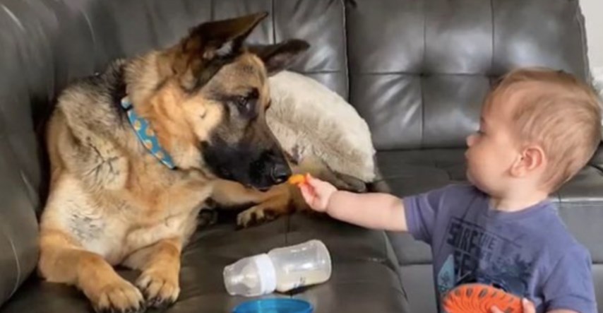Dječak je psu ponudio poslasticu, ono što se dogodilo poslije osvojilo je mnoga srca