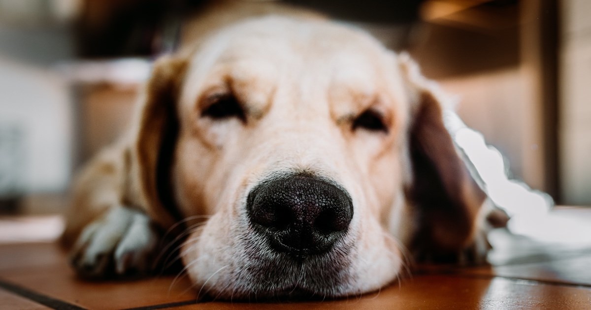 Veterinarka velikog srca pokazala što daje psima prije nego što odu "na nebo"