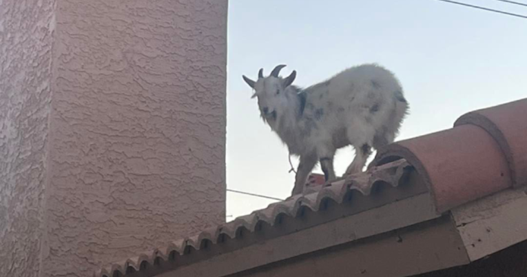 Koza spašena s krova kuće u SAD-u