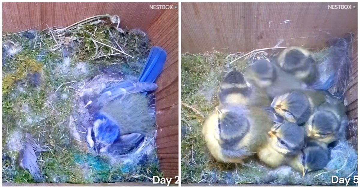 Pogledajte kako majka svija gnijezdo za ptiće i brine o njima dok ne polete