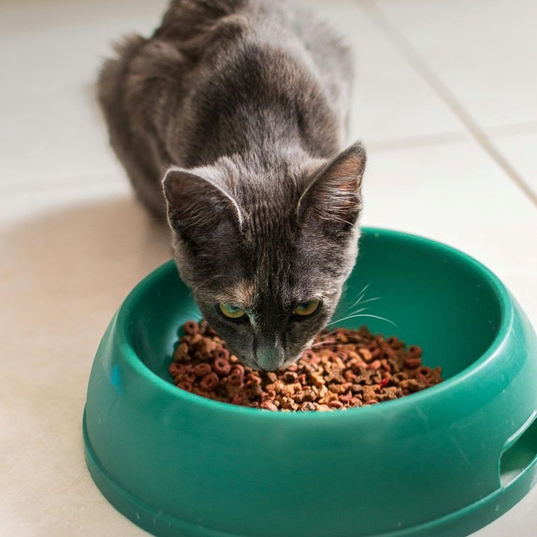 Mokra ili suha hrana? Veterinari otkrivaju što je najbolje za mačku