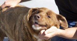 Uginuo je Bobi, najstariji pas na svijetu. Doživio je 31 godinu