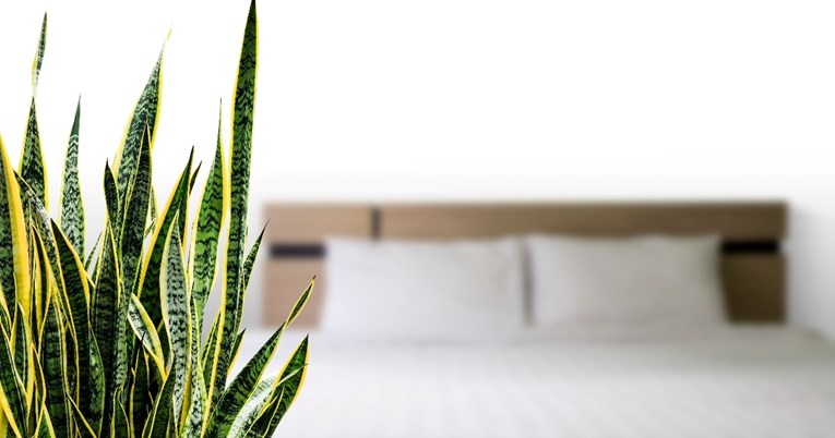 Uzgajanje rijetke biljke u spavaćoj sobi moglo bi poboljšati kvalitetu vašeg sna