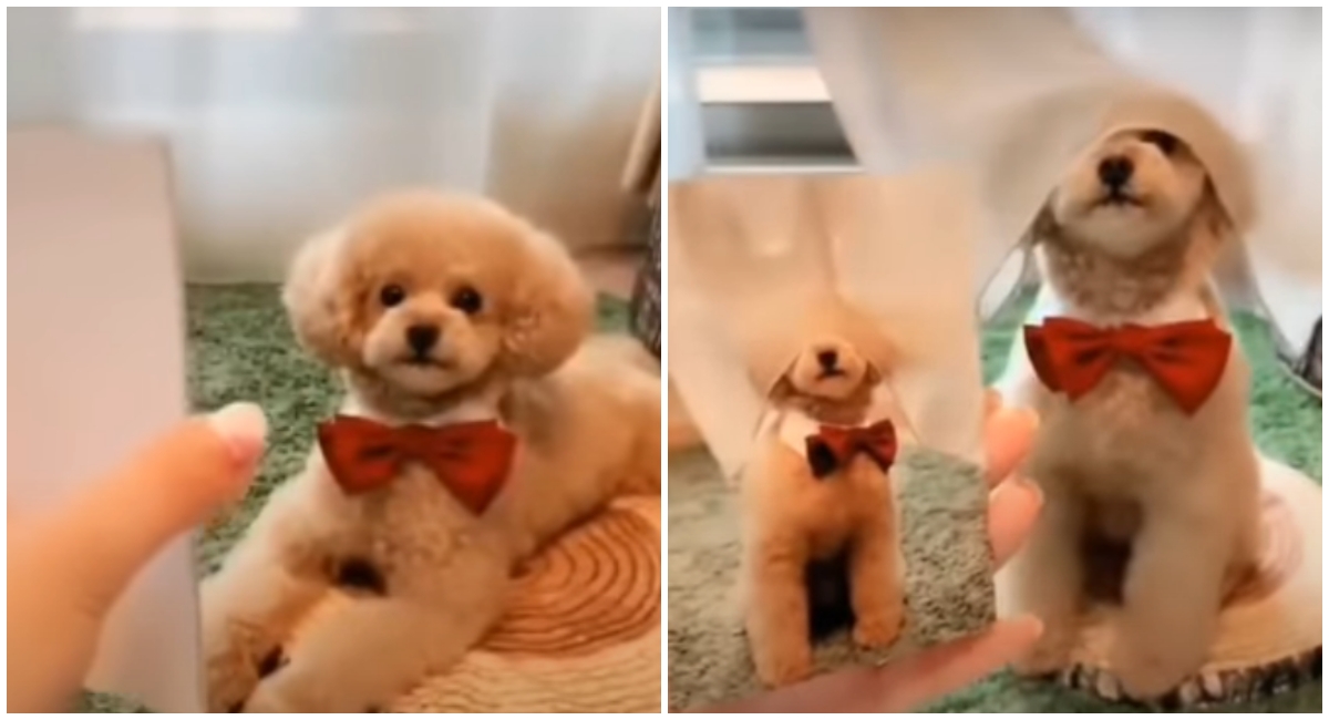Psić rekreira razne poze sa svojih starih fotki, video je hit
