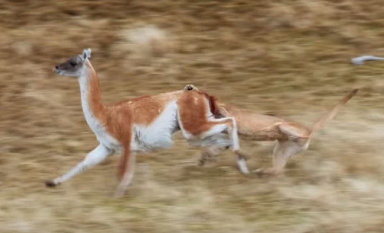 Puma napala životinju tri puta veću od sebe, snimka ostavila gledatelje bez daha