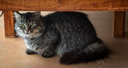 Izgubljena mačka pronađena u hotelskoj sobi nakon što su gosti čuli čudne zvukove