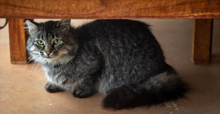 Izgubljena mačka pronađena u hotelskoj sobi nakon što su gosti čuli čudne zvukove