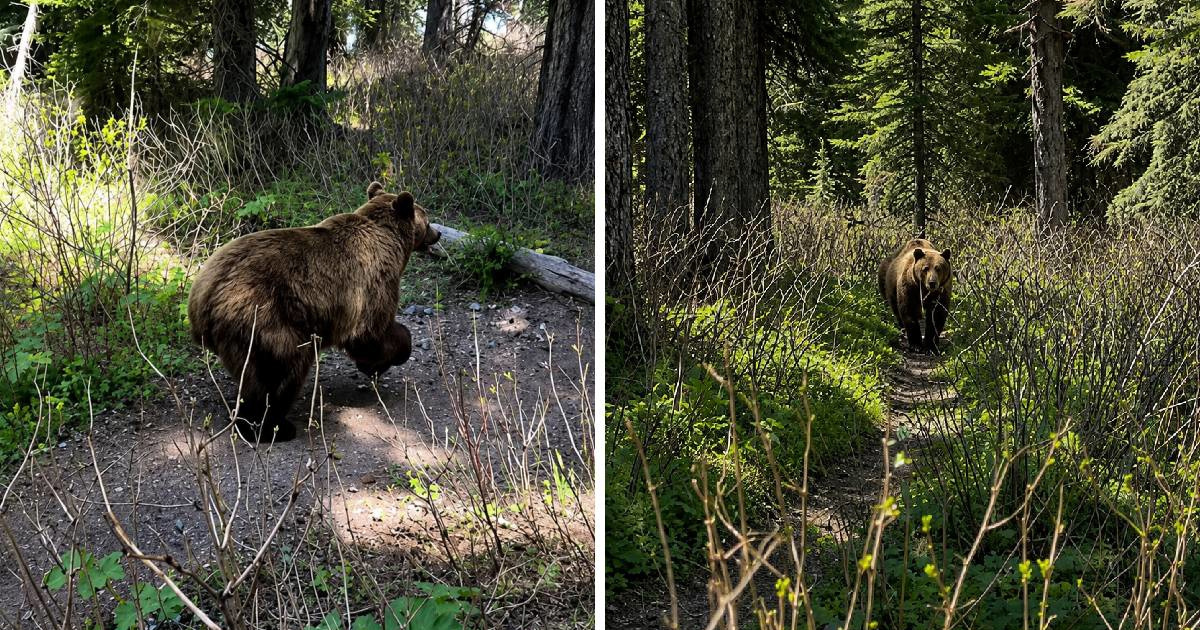 VIDEO Američki planinari snimili trenutak kad su prema njima pojurila dva grizlija
