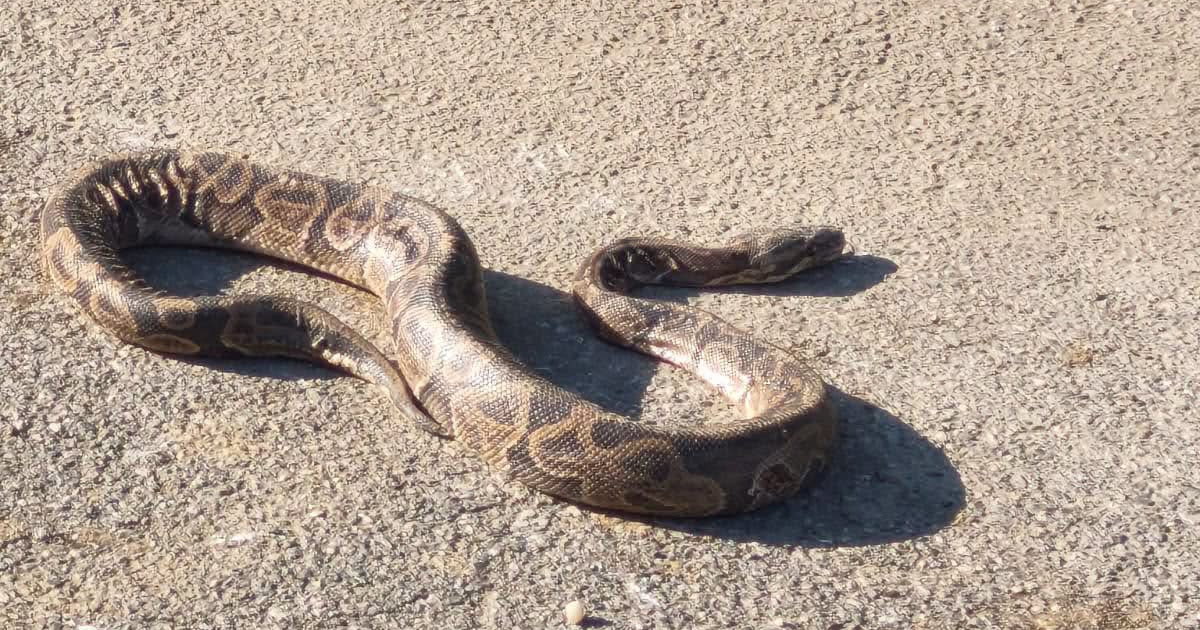 U mjestu Ladanje Gornje pronađen piton, udruga Spas traži vlasnika