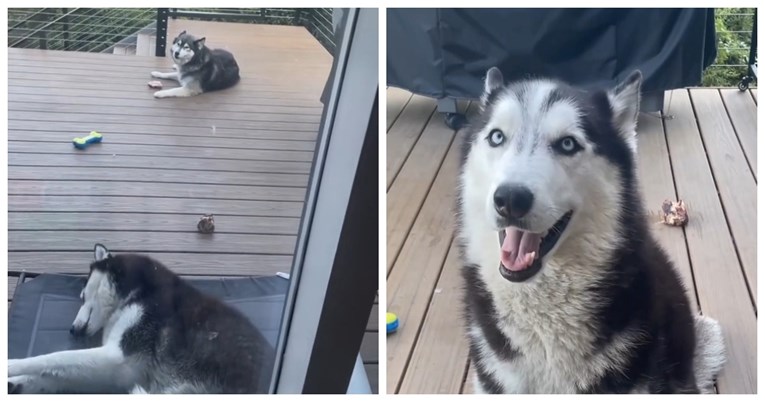 “Kralj drame”: Haski se duri jer mu je sestra ukrala kost