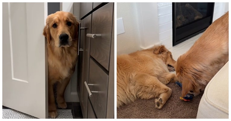 "Nemoguća misija": Pogledajte kako ovaj zlatni retriver krade igračku svog brata