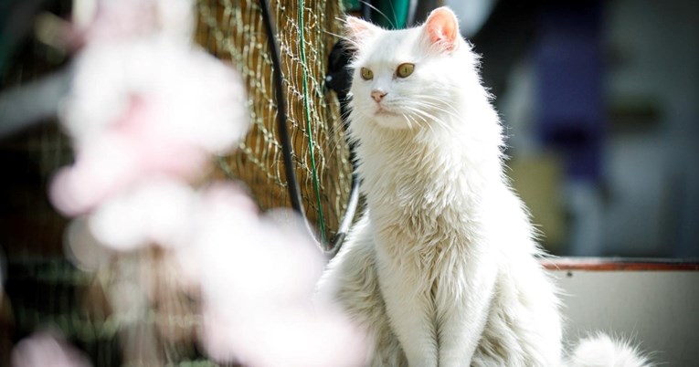FOTO Mačke udomljene s ulice uživaju na terasi kafića u Zagrebu