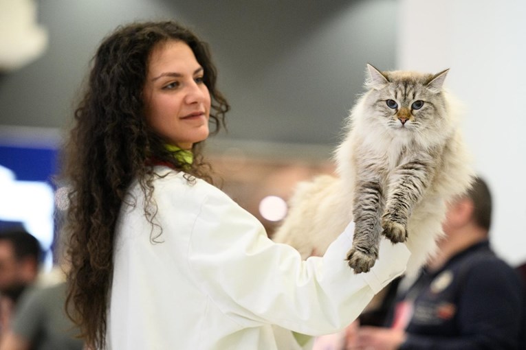 U Zagrebu se održala Međunarodna izložba mačaka, pogledajte fotografije ljepotica