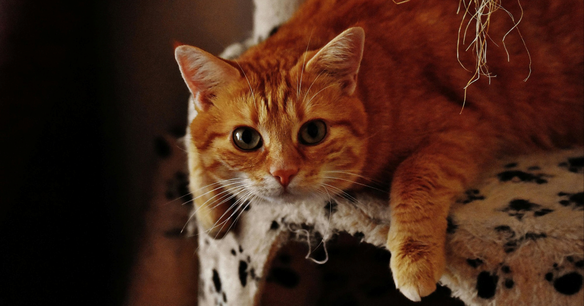 Top 5 stvari koje veterinari žele da znate o mačkama