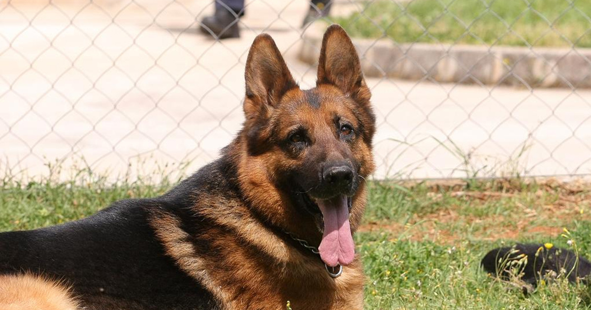 Na Čiovu vezao njemačkog ovčara za auto pa ga vukao po cesti