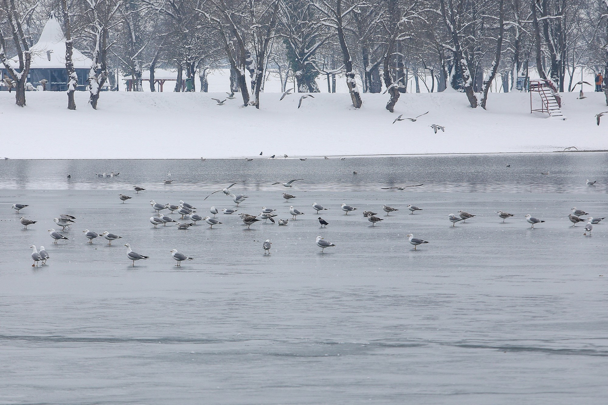 FOTO Zaledio se zagrebački Jarun